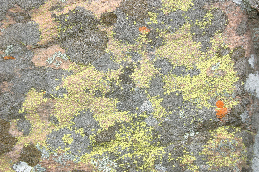 lichen10